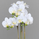 Élethű fehér orchidea virágok részletgazdag kidolgozással